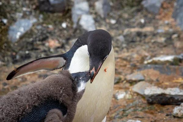 Adelie pengueni yetişkinler gibi besleniyor Adelie Penguen 'e suni teneffüs yapıyor. . 