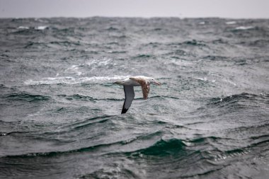 Albatros, Güney Georgia 'da azgın bir denizin üzerinde uçar.