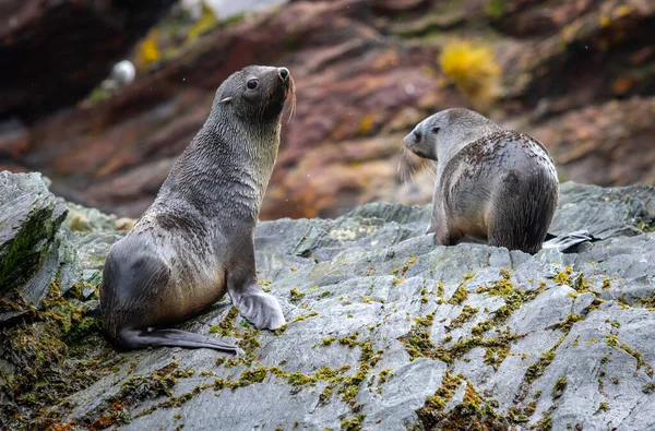 Antarktika kürk foku Güney Georgia 'da yosun kaplı bir kayanın üzerinde duruyor.