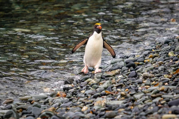 Bir makarna pengueni, Güney Georgia 'da, deniz kenarındaki taştan bir sahilde kanatları açık durur.