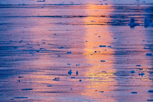 Antarktika 'daki dalgalanmalarla birlikte suda gün batımının yansıması. yumuşak odaklı çekim