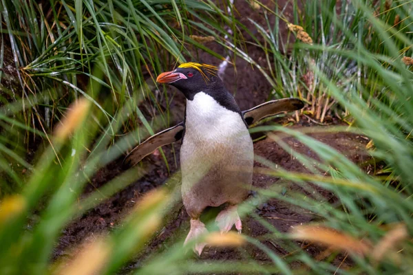 Макароні Пінгвін Зблизька Зеленій Траві Південній Джорджії — стокове фото