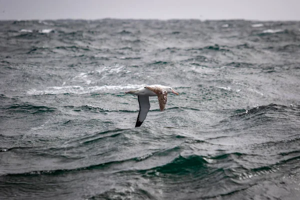 Albatros, Güney Georgia 'da azgın bir denizin üzerinde uçar.