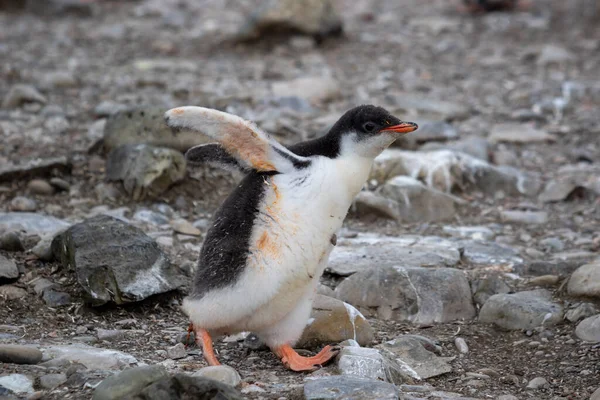 Gentoo Penguin Chick Walks Rocks Antarctica Close — Stock Photo, Image