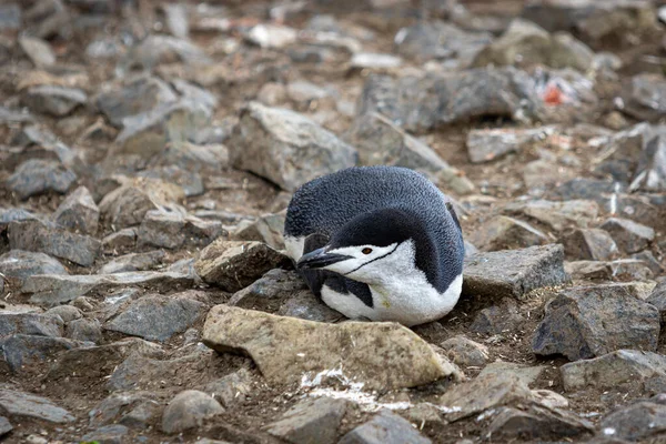 Chinstrap Penguin Lies Rocks Antarctica — Stock Photo, Image