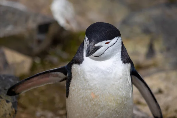 Chinstrap Penguin Spread Wings Antarctica Close — Stock Photo, Image