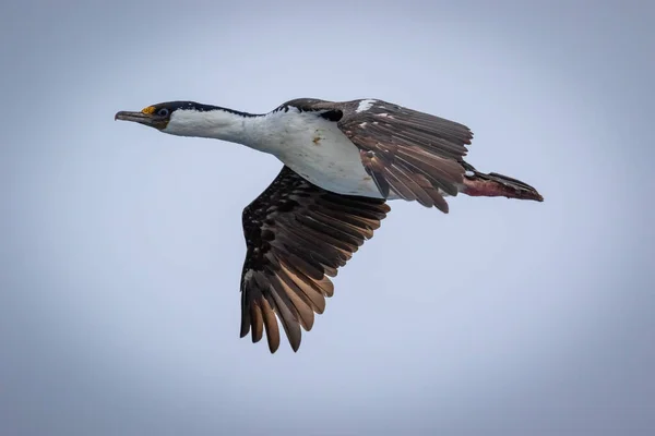İmparatorluk Shags, mavi gözlü karabataklar. İmparatorluk karabatakları. Antarktika 'da uçan kral karabatakları.
