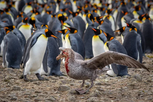 Kahverengi gagalı Skua Güney Georgia 'daki kral penguen kolonisinde kanat çırpıyor. Stercorarius antarcticus.