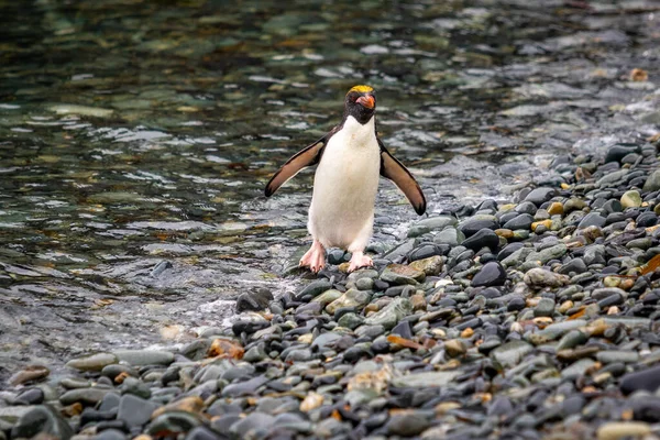 Ένας Πιγκουίνος Μακαρόνι Στέκεται Μια Πέτρινη Παραλία Κοντά Στο Νερό Φωτογραφία Αρχείου