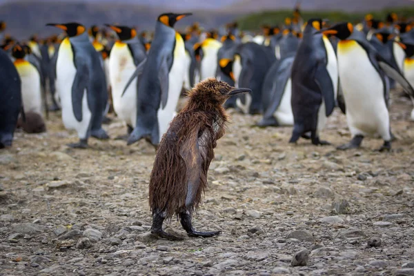 Joven Pingüino Rey Mojado Con Plumas Marrones Camina Entre Los Fotos de stock libres de derechos