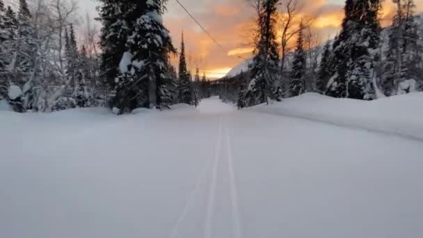 Längdskidåkning längs en pittoresk skogsstig. Längdskidspår närbild. POV, filmad från en låg ängel. — Stockvideo