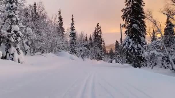 Sci di fondo in discesa lungo un pittoresco sentiero forestale. pista da sci di fondo primo piano. POV, girato da un angelo basso. — Video Stock