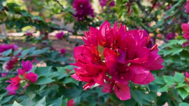 Vista de perto da bela buganvília rosa. Flor de primavera florescente. Belo verão fundo floral. Flores de primavera de flor. — Vídeo de Stock