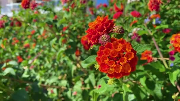 Nahaufnahme der schönen orangefarbenen Lantana. Blühende Frühlingsblume. Schöne Sommer floralen Hintergrund. Frühlingsblumen blühen. — Stockvideo