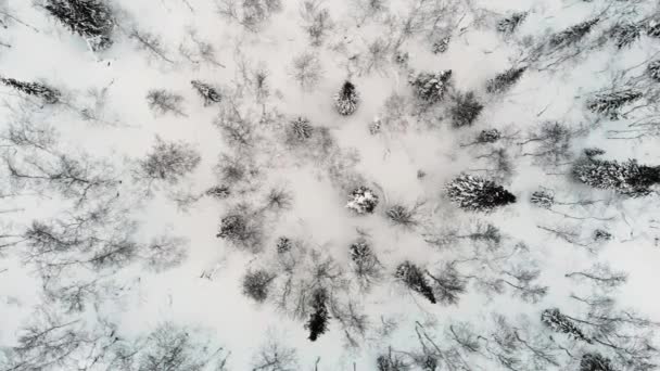 雪に覆われた木々や雪の森を見下ろす空中ビュー,暗いです,曇り,冬の日.ドロンが撃たれた。下向きのカメラ。冬の森. — ストック動画