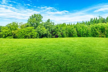 Kamu parkındaki yeşil çimlerin doğal manzarası bulanık yeşil ağaçlar ve arka planda mavi gökyüzü.