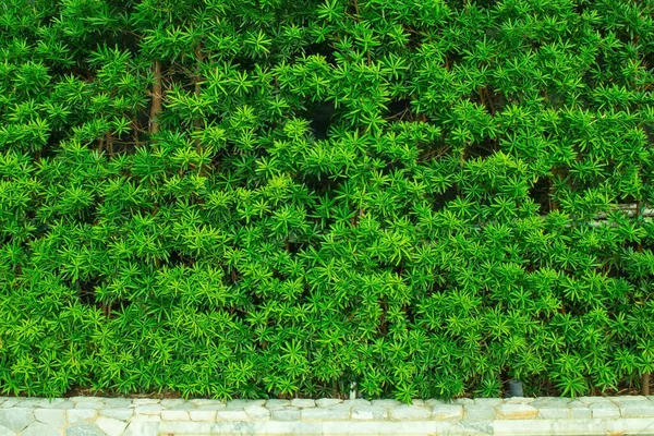 Feuilles Vertes Fond Texture Mur Buisson Dans Jardin Presque Passerelle — Photo