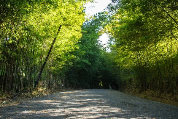 Asphalt Road Flanked Bamboo Trees Countryside — 스톡 사진