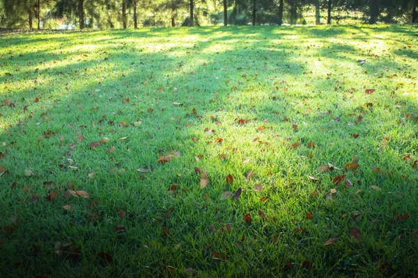 Yeşil Çayır Tarlası Halk Parkındaki Kurumuş Yaprakların Yeşil Doğal Görüntüsü — Stok fotoğraf