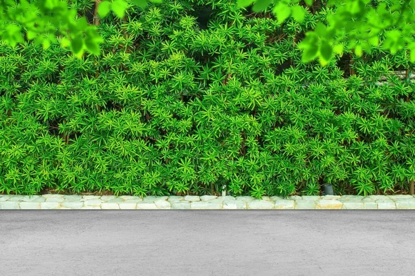 Feuilles Vertes Fond Texture Mur Brousse Avec Plancher Béton — Photo