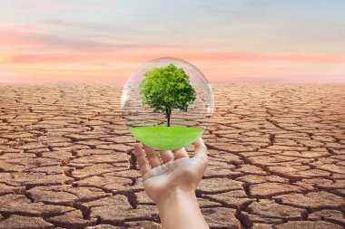 Ekoloji ve Çevre Konsepti: Su baloncuğunda çimen tarlası boyunca yeşil ağaç büyümesi ve arka planda çatlak kahverengi zemin.