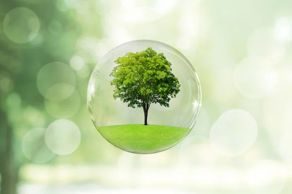 Ecologia Concetto Ambientale Crescita Albero Verde Attraverso Prato Erba Campo — Foto Stock