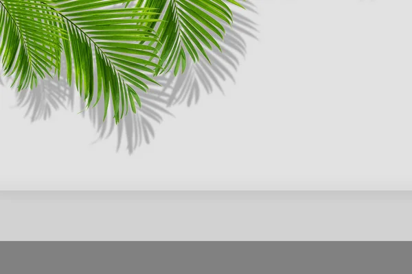 Пустое Пространство Студии Комната Серого Градиентного Фона Зелеными Пальмовыми Листьями — стоковое фото