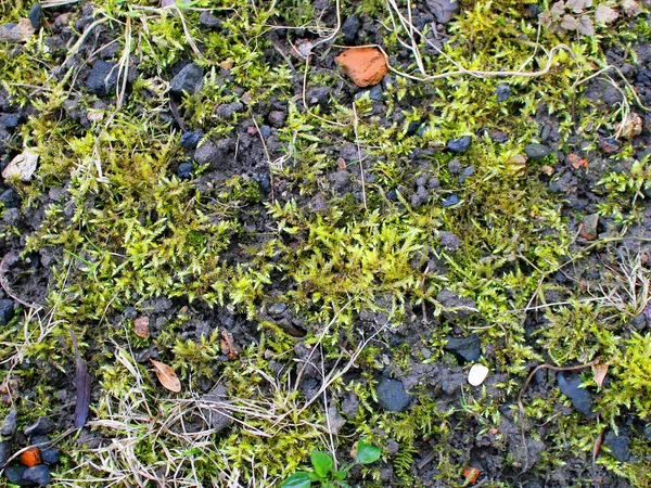 Moss in Forest Texture