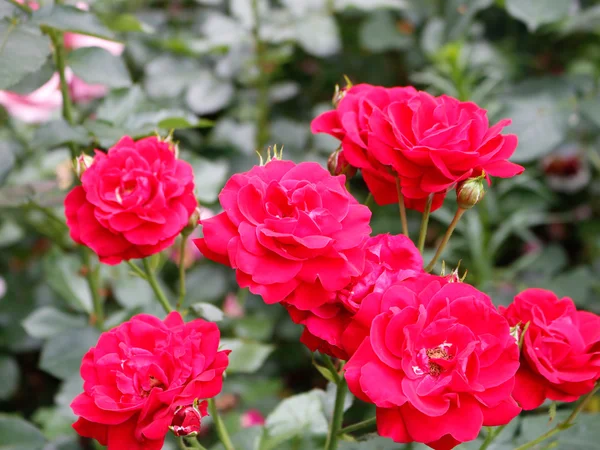 赤いバラの花の背景 — ストック写真