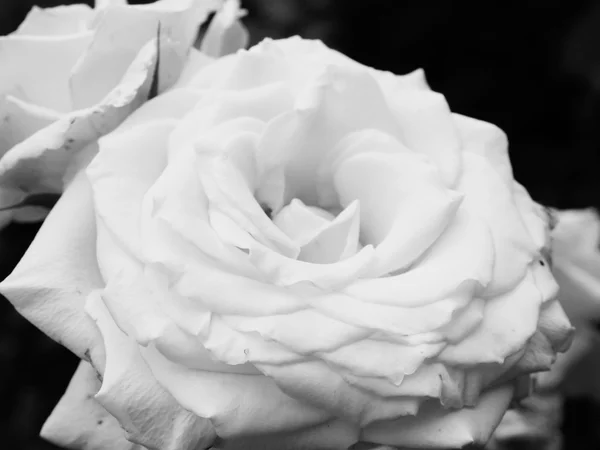 White Rose Flower Background — Stock Photo, Image