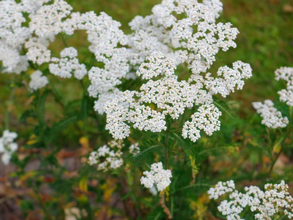 Küçük Beyaz Çiçek Resmi — Stok fotoğraf