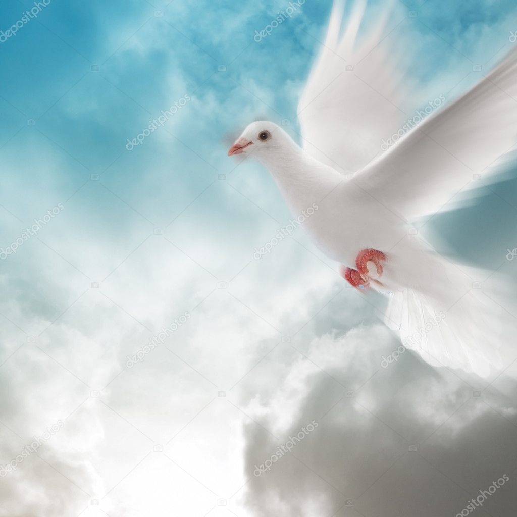 Dove Mourning Square Background