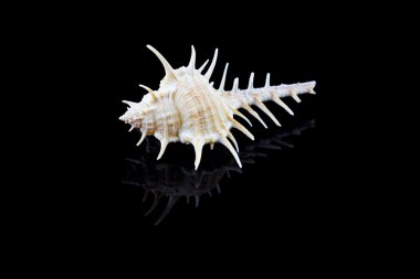 deniz kabuğu siyah arkaplanda