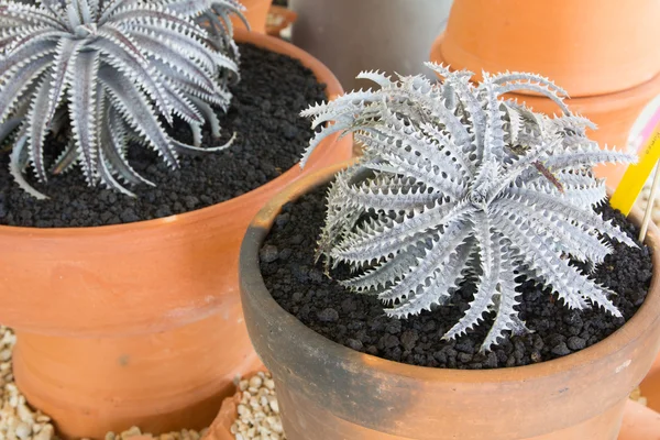 Decoration plants in pots — Stock Photo, Image