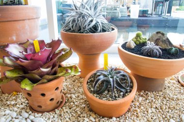 Dekorasyon bitkiler tencere