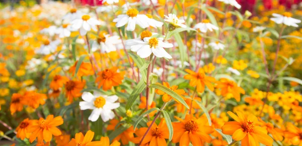 Champ de fleurs blanches — Photo