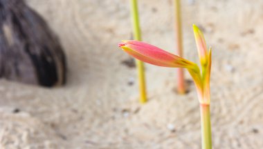 Sahilde Pembe çiçek