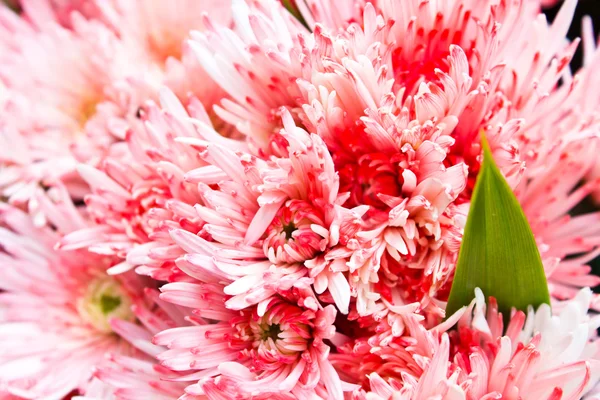 Bunte Chrysanthemenblüten — Stockfoto