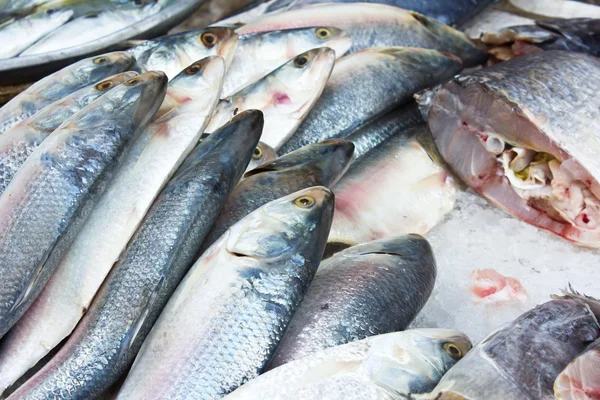 Makanan laut ikan segar — Stok Foto