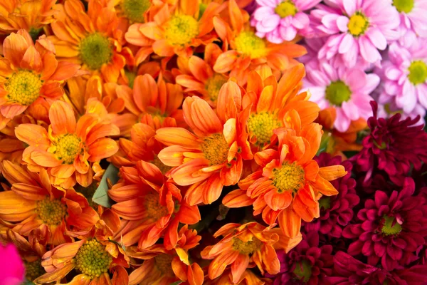 Bunte Blumen — Stockfoto