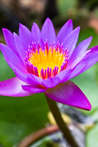 Lirio de agua de loto violeta, Tailandia —  Fotos de Stock