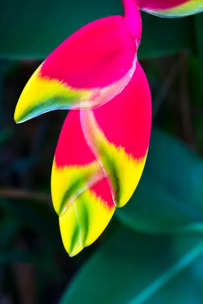 Piękno Heliconia — Zdjęcie stockowe