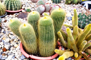 kaktüs kadar yakın