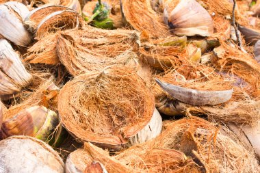 Kuru Hindistan cevizi cilt