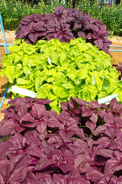 Spinach — Stock Photo, Image