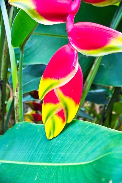 Piękno Heliconia — Zdjęcie stockowe