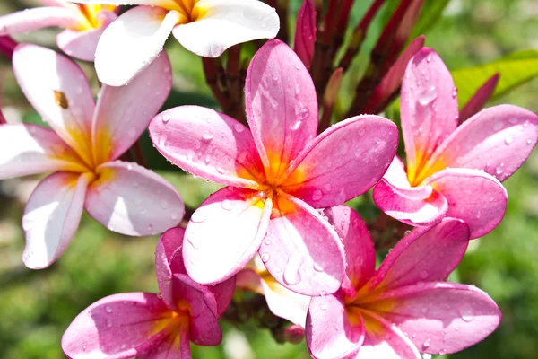 Zweig tropischer Blumen frangipani — Stockfoto