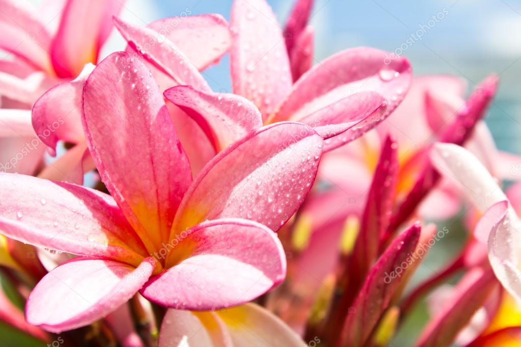 Branch of tropical flowers frangipani