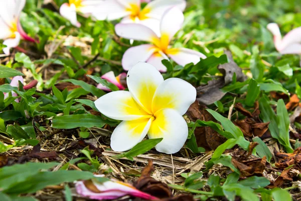 Frangipani-Blüte — Stockfoto