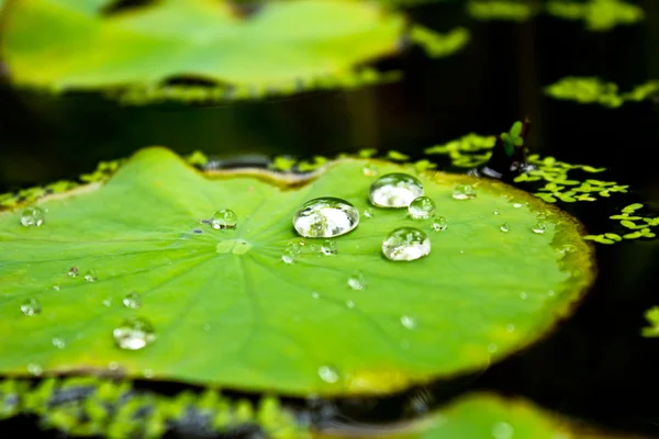 Gotas de água — Fotografia de Stock